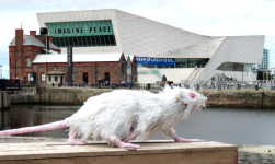 Museum of Liverpool I   